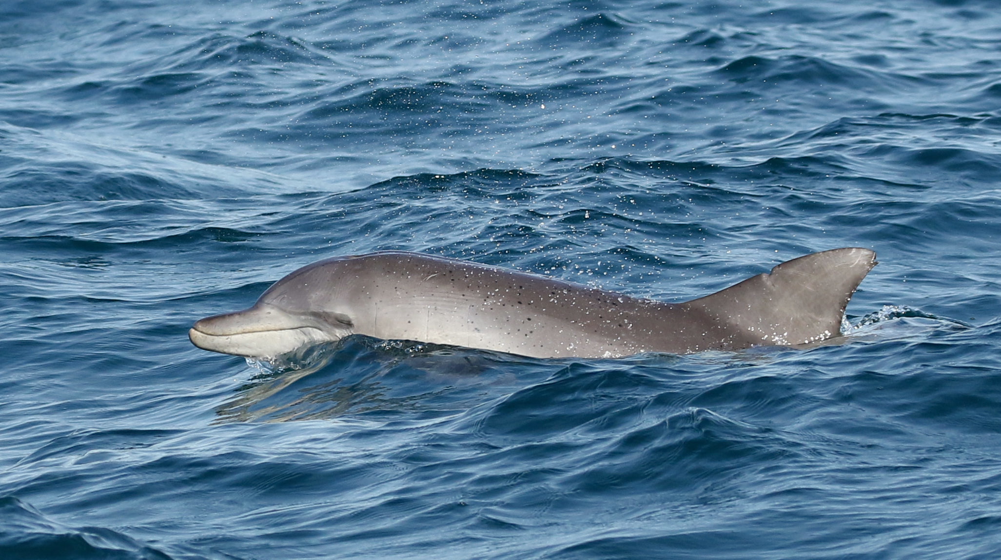 0Y7A6817-2 Whale Watching Moonshadow TQC Cruises Port Stephens’
