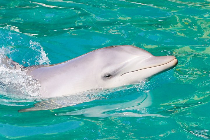 an animal swimming in the water