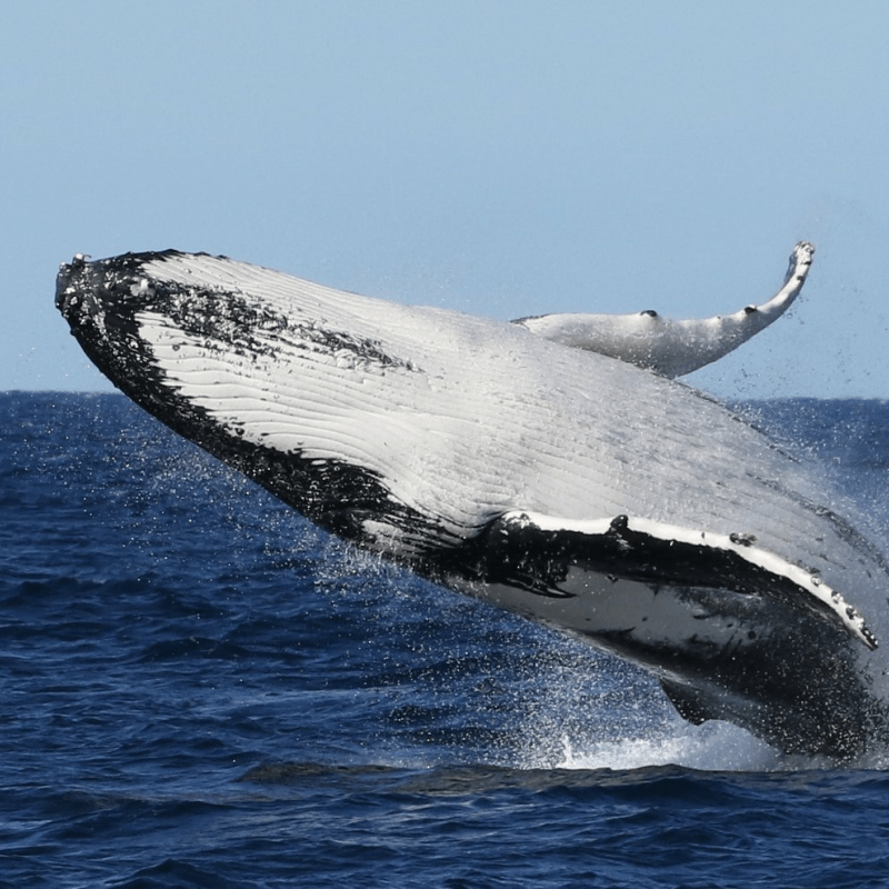 Whale Watching Moonshadow TQC Cruises Port Stephens