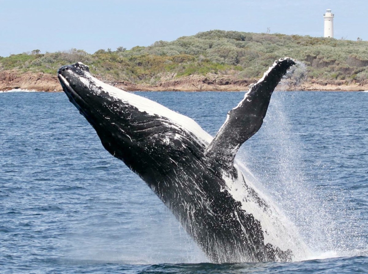 a whale jumping out of the water
