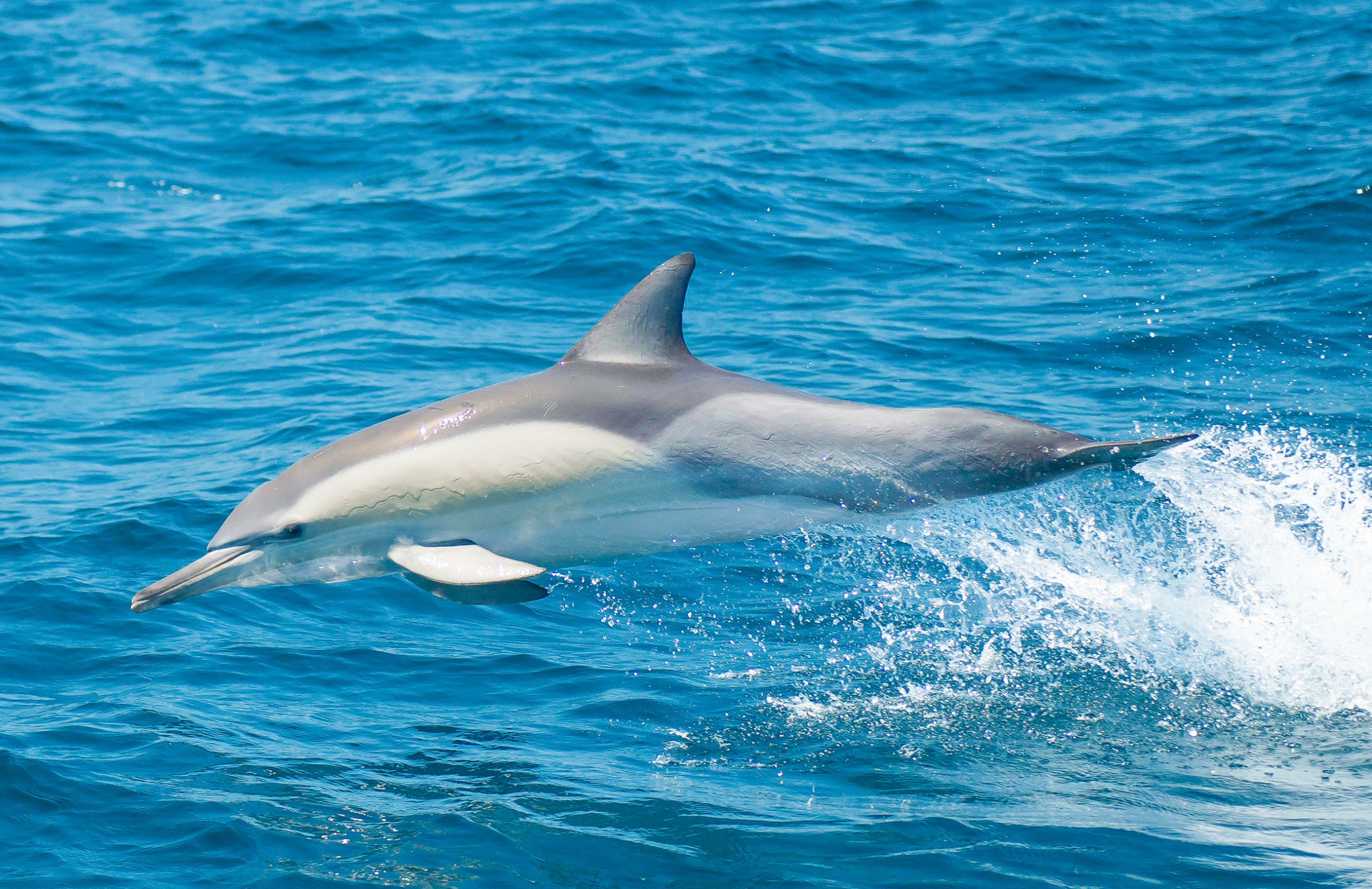 2 MSTQC Common Dolphin2 Whale Watching Moonshadow-TQC Cruises