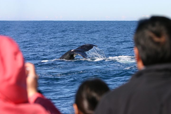 a group of people looking at a body of water