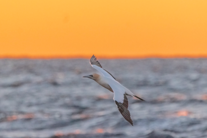 Bird flying over ocean at sunset.