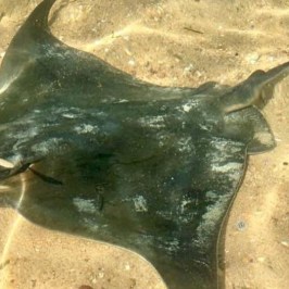 a fish swimming under water