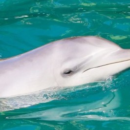 a polar bear swimming in a pool of water