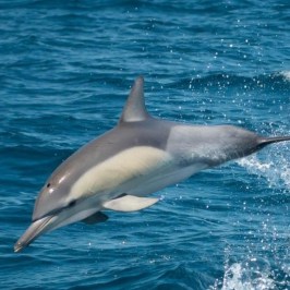 an animal swimming in the water