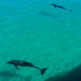 a bird swimming in water