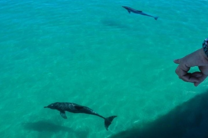 a bird swimming in water