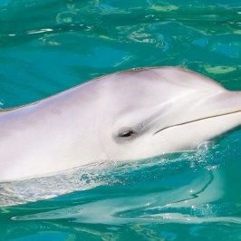 an animal swimming in the water