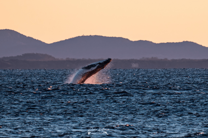 Whale breaching with mountains in background at sunset.