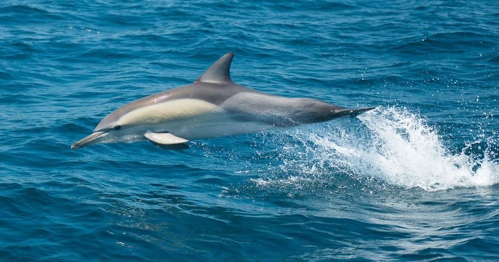 Splash and Slide Dolphin Cruise Image 2 Whale Watching Moonshadow TQC Cruises Port Stephens