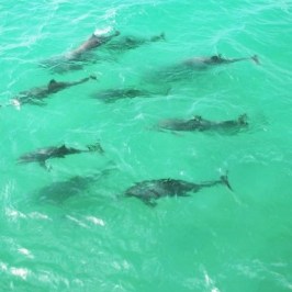 a flock of seagulls in a pool of water