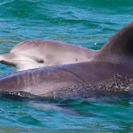 a dolphin swimming in the water