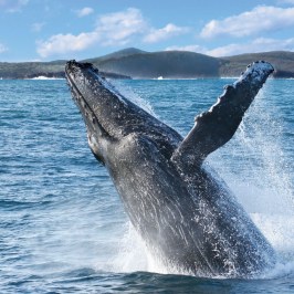 a whale jumping out of the water
