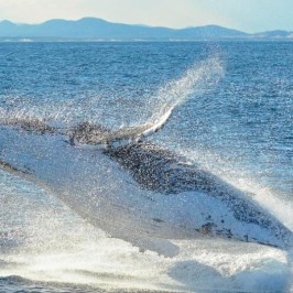 Whale watching Moonshaow-TQC Cruises