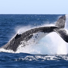 a whale jumping out of the water