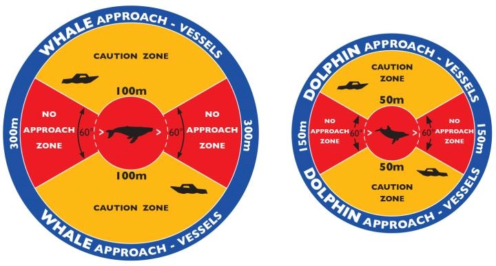 Whale-and-Dolphin-Approach diagram