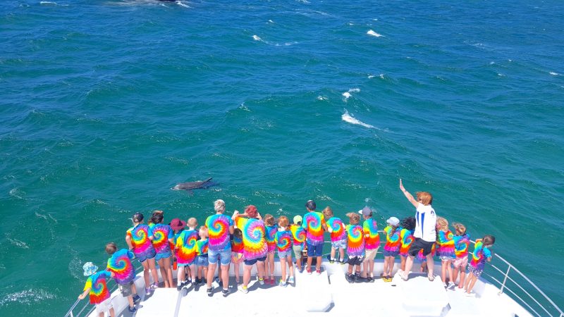 YUI-Moonshadow-TQC-Cruises-Dolphin-Watch-Cruise-OOSH-18.1-5-scaled a group of people in the water