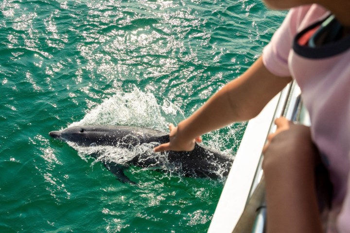 Person pointing at dolphins swimming next to a boat.