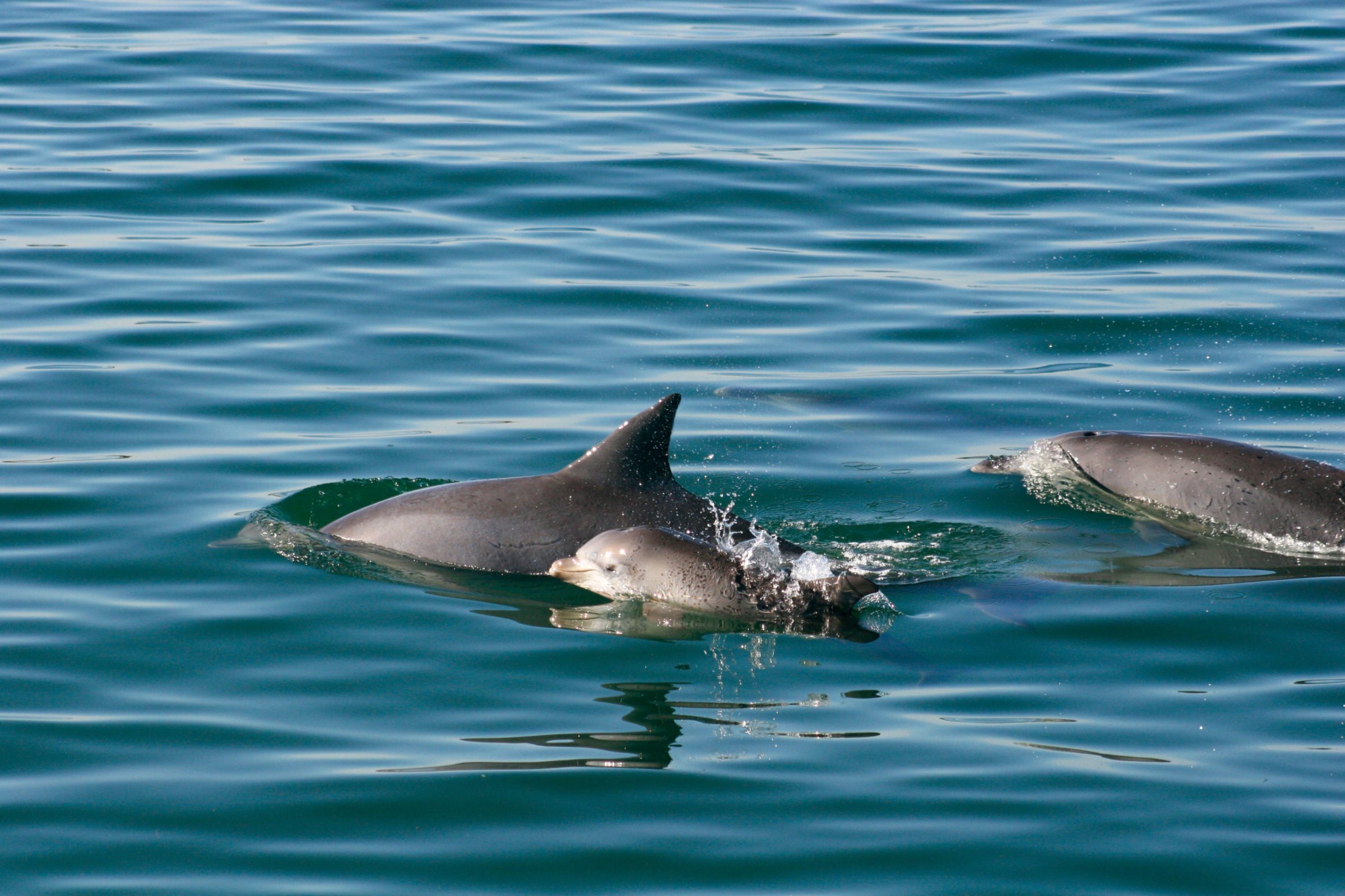 BottlenoseDolphin_IMG_2095 Whale Watching Moonshadow TQC Cruises Port Stephens