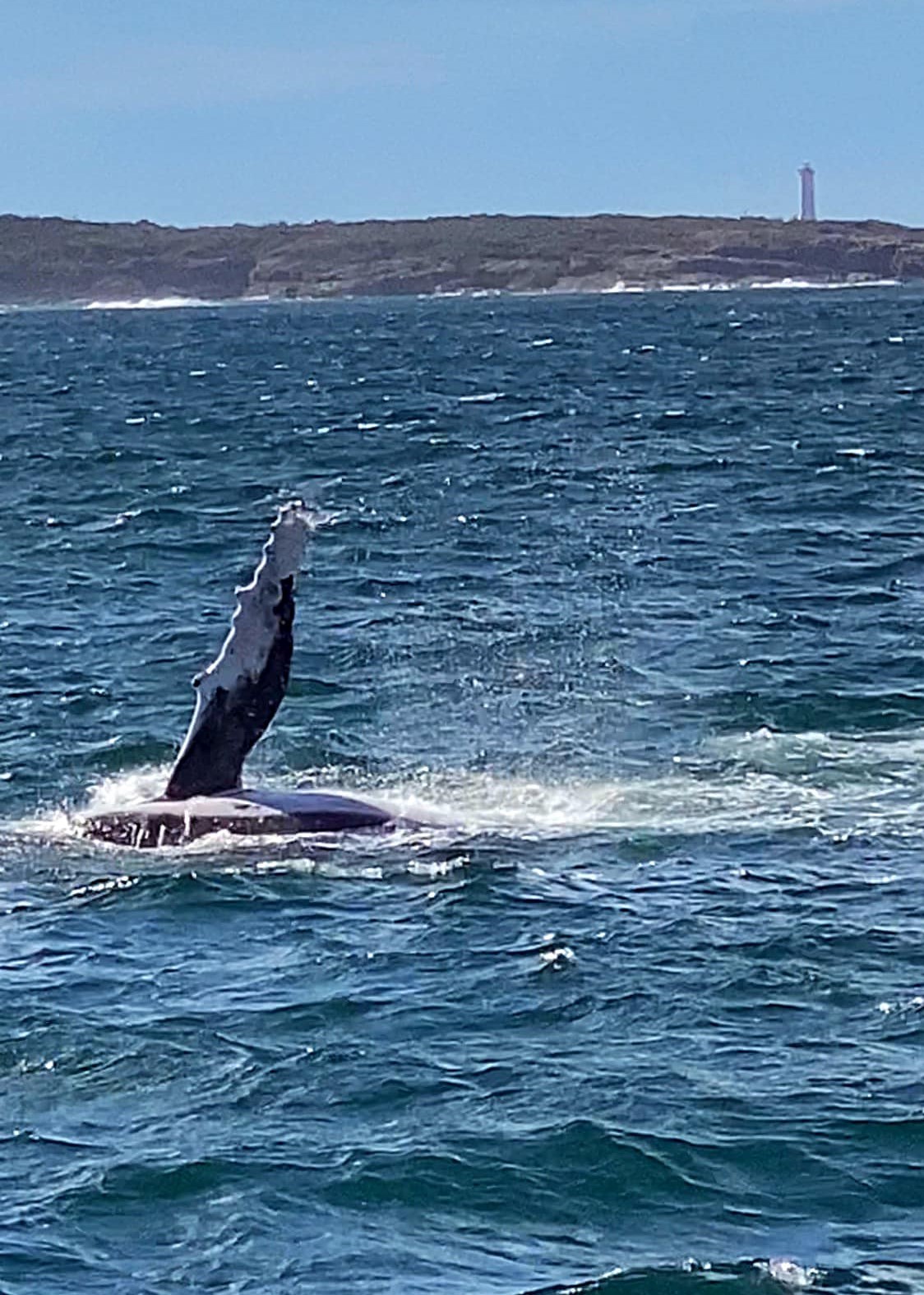Whale Watching Moonshadow TQC Cruises Port Stephens