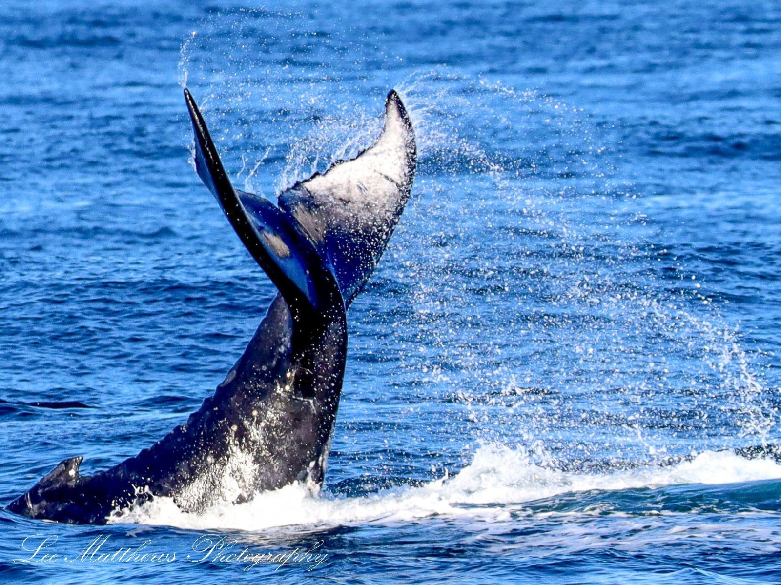 Whale Watching Moonshadow TQC Cruises Port Stephens