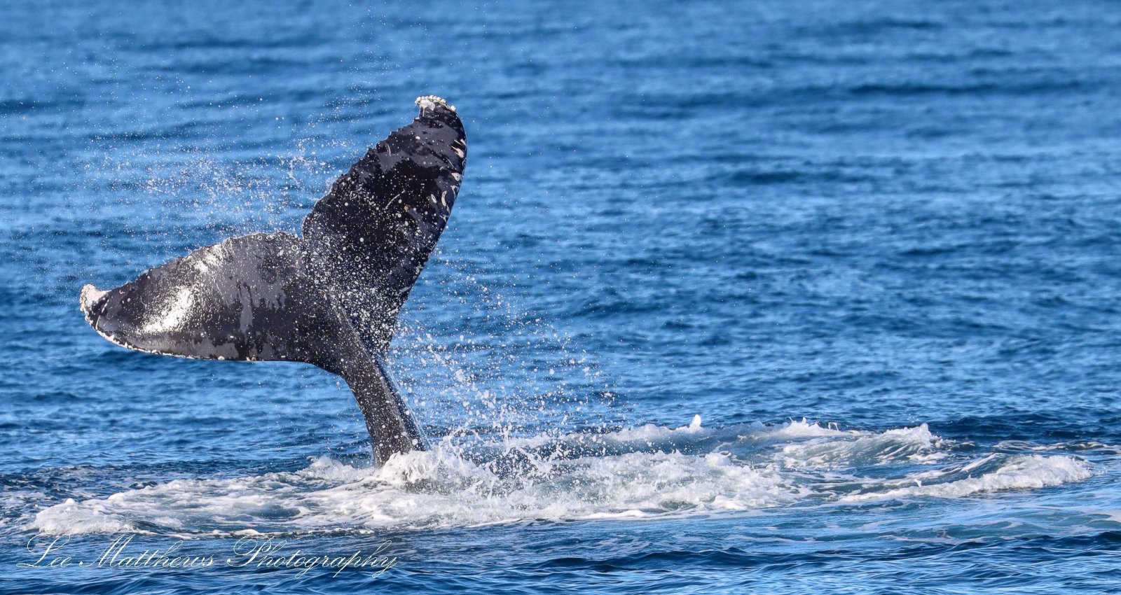 Whale Watching Moonshadow TQC Cruises Port Stephens