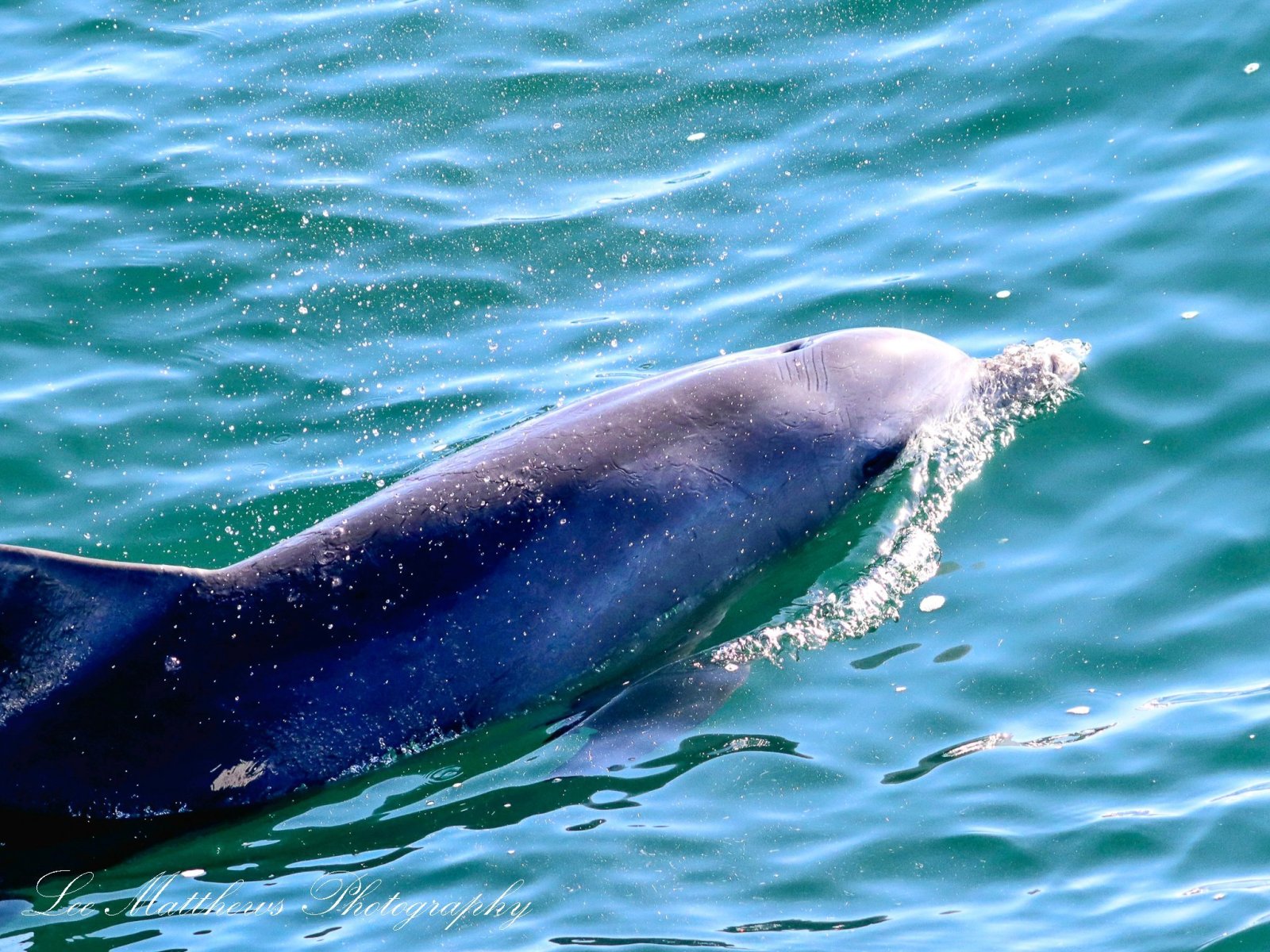 an animal swimming in the water