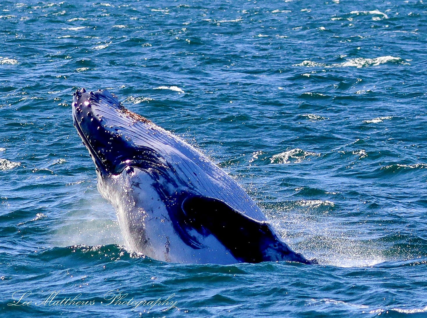 Whale Watching Moonshadow TQC Cruises Port Stephens