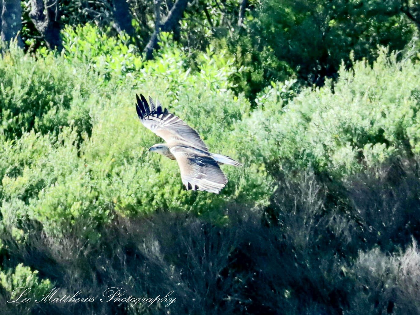 a bird flying over a forest
