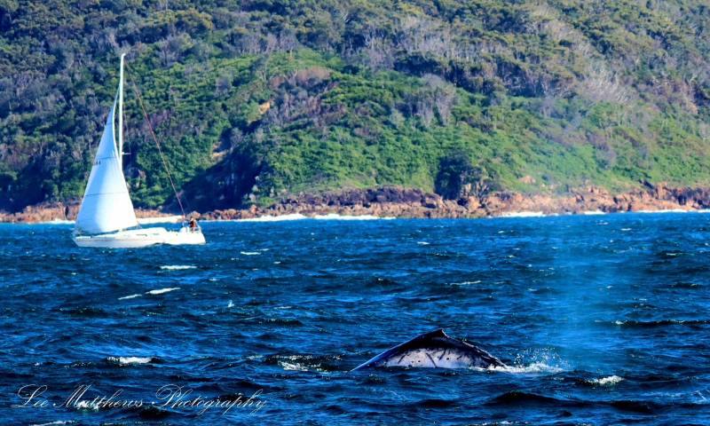 Whale Watching Moonshadow TQC Cruises Port Stephens