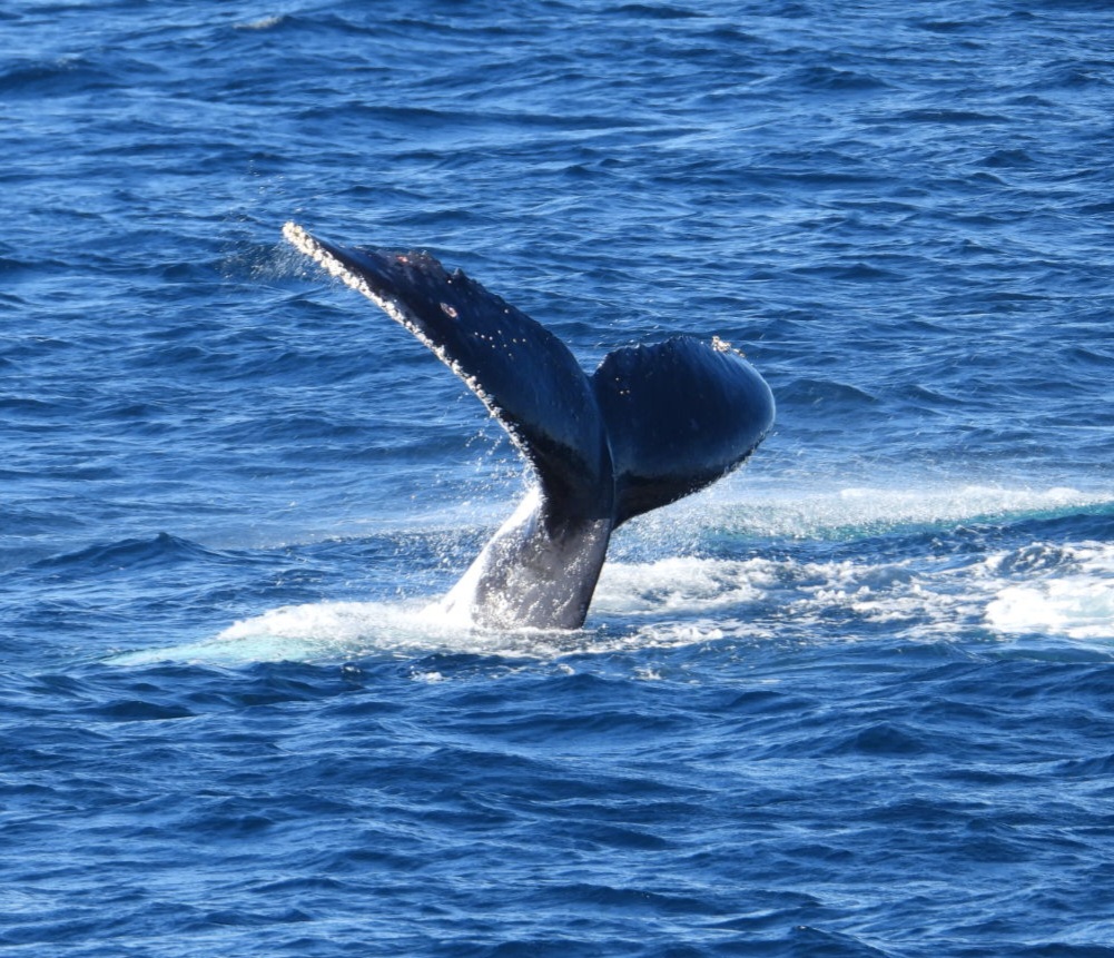 Whale Watching Moonshadow TQC Cruises Port Stephens