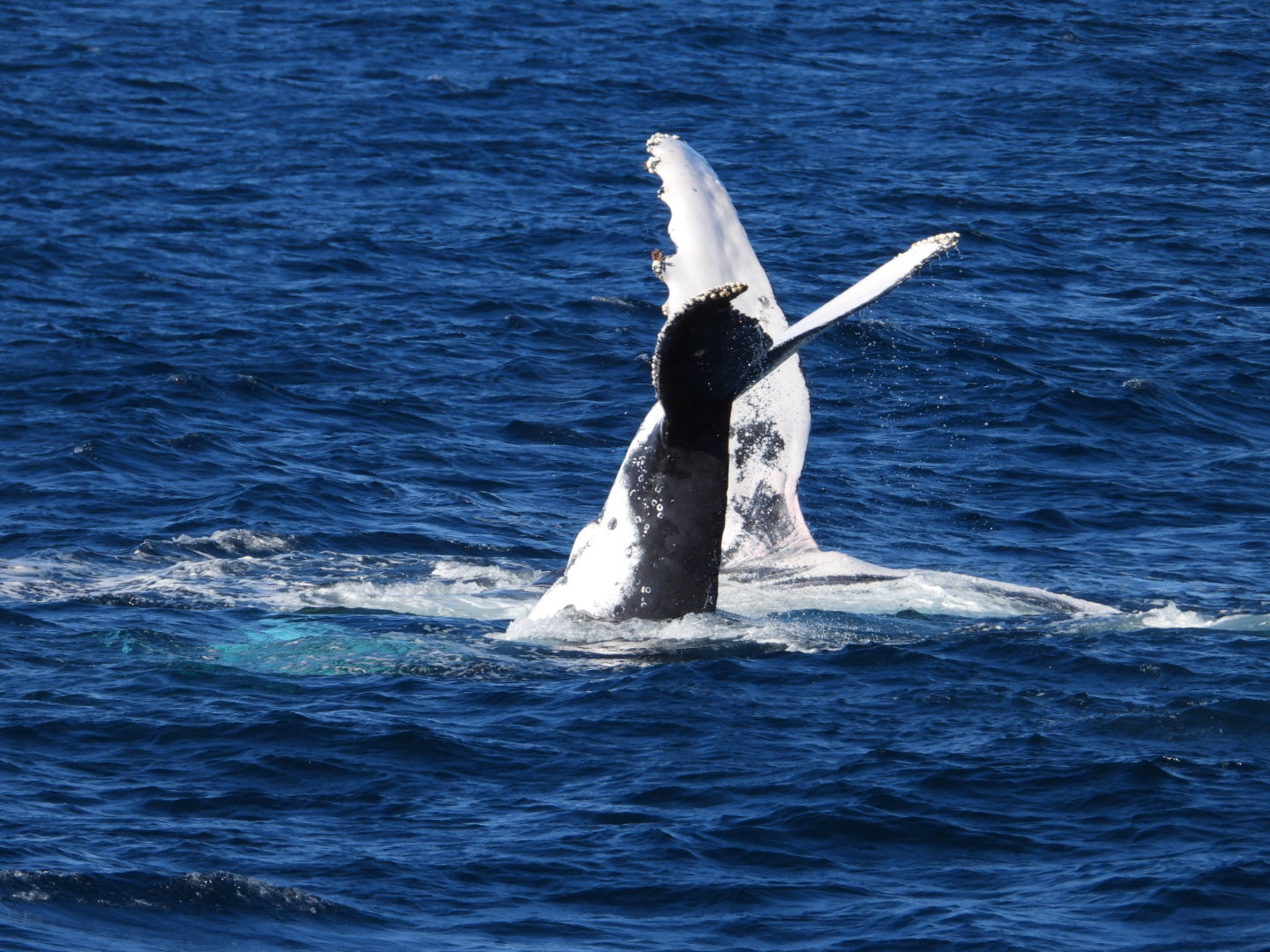 Whale Watching Moonshadow TQC Cruises Port Stephens