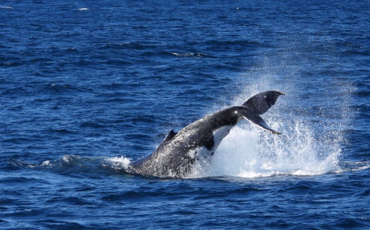 Whale Watching Moonshadow TQC Cruises Port Stephens