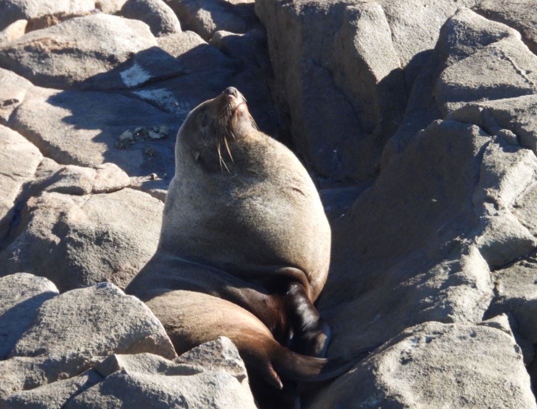 Whale Watching Moonshadow TQC Cruises Port Stephens