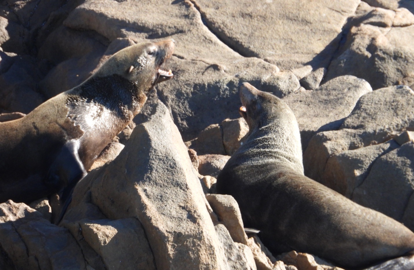 Whale Watching Moonshadow TQC Cruises Port Stephens