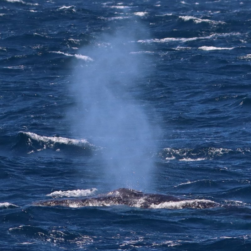 Whale Watching Moonshadow TQC Cruises Port Stephens