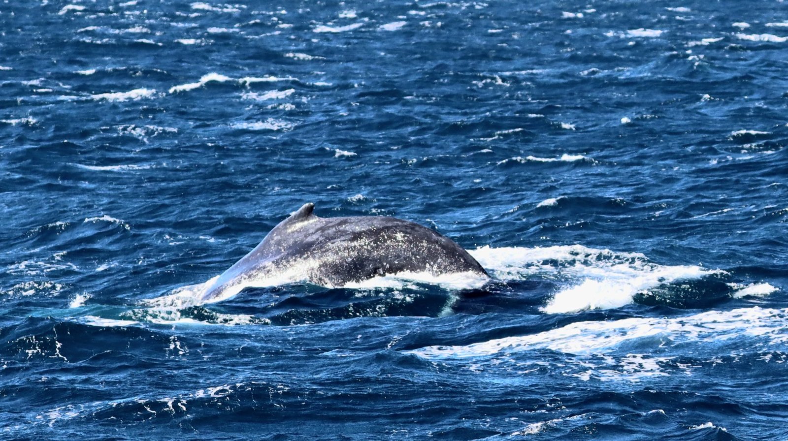 a whale swimming under water