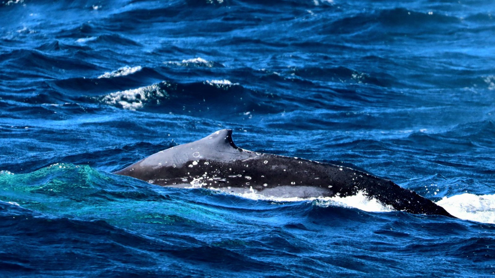 an animal swimming in the water