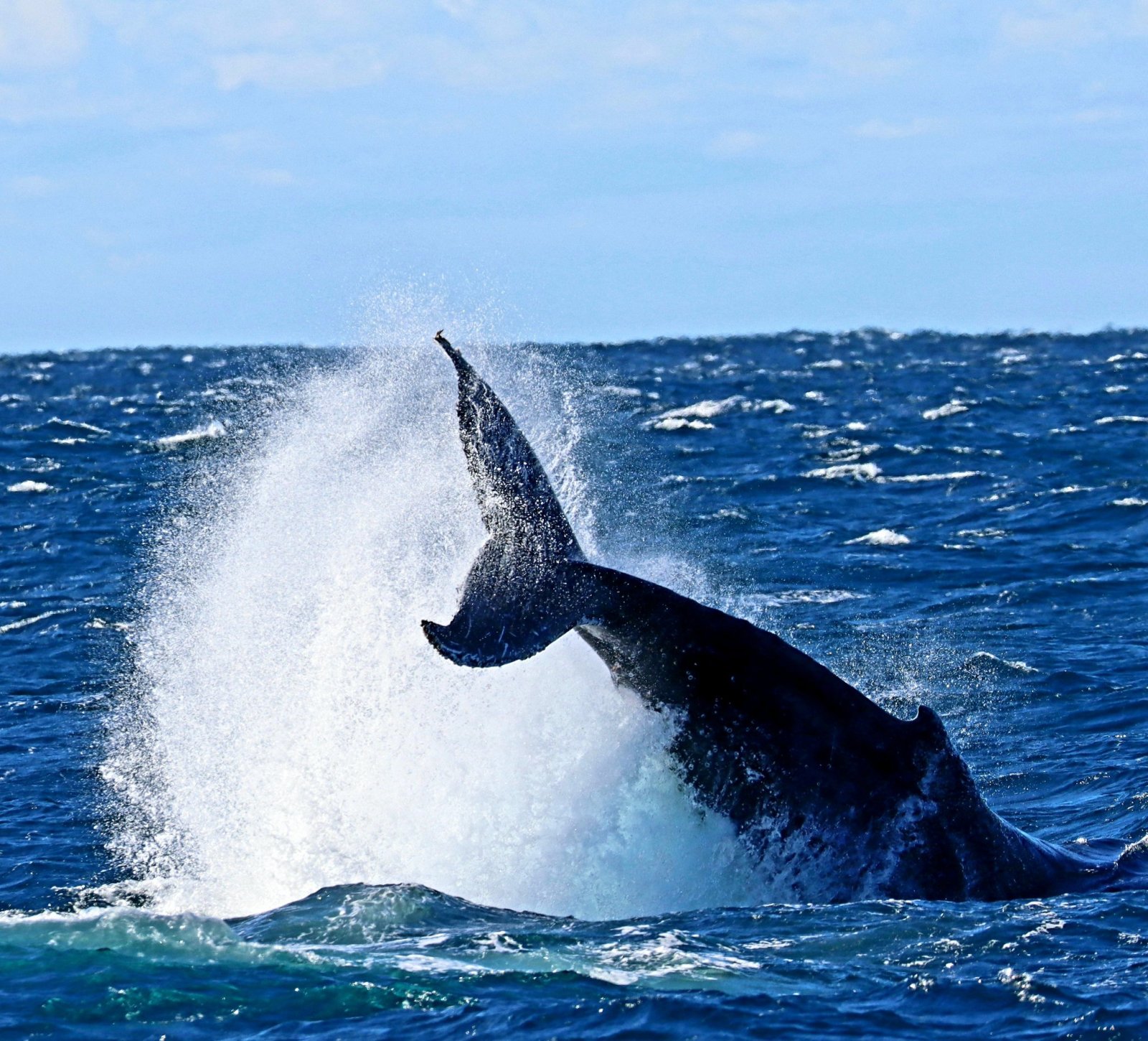 Whale Watching Moonshadow TQC Cruises Port Stephens