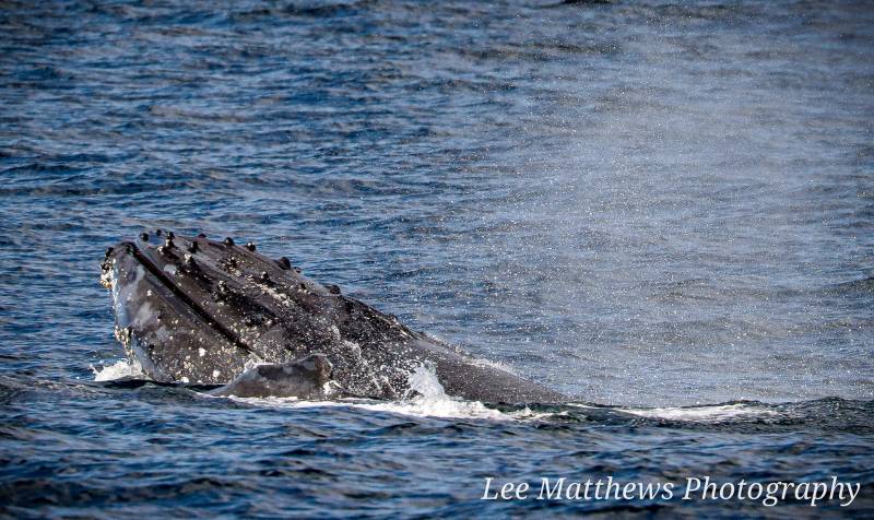 Whale Watching Moonshadow TQC Cruises Port Stephens