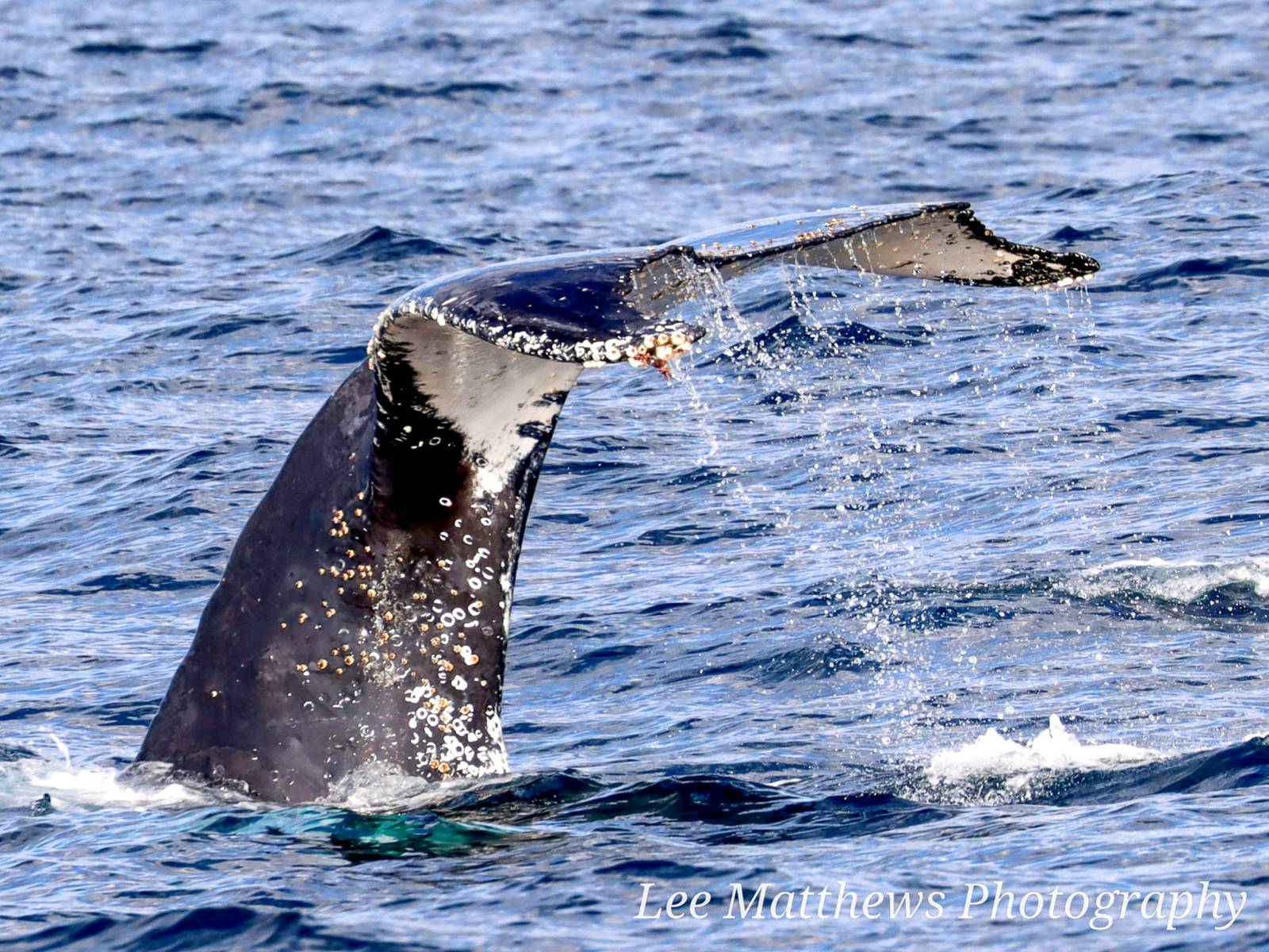 a whale jumping out of the water