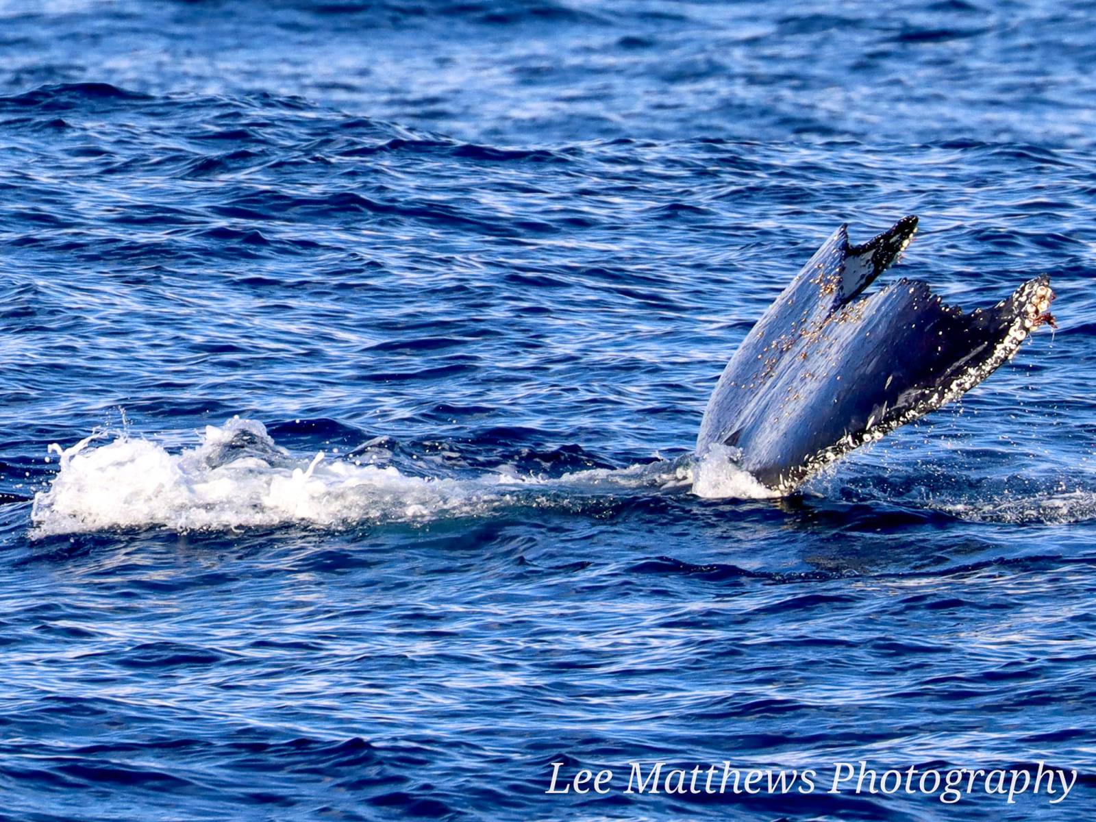 a whale jumping out of the water