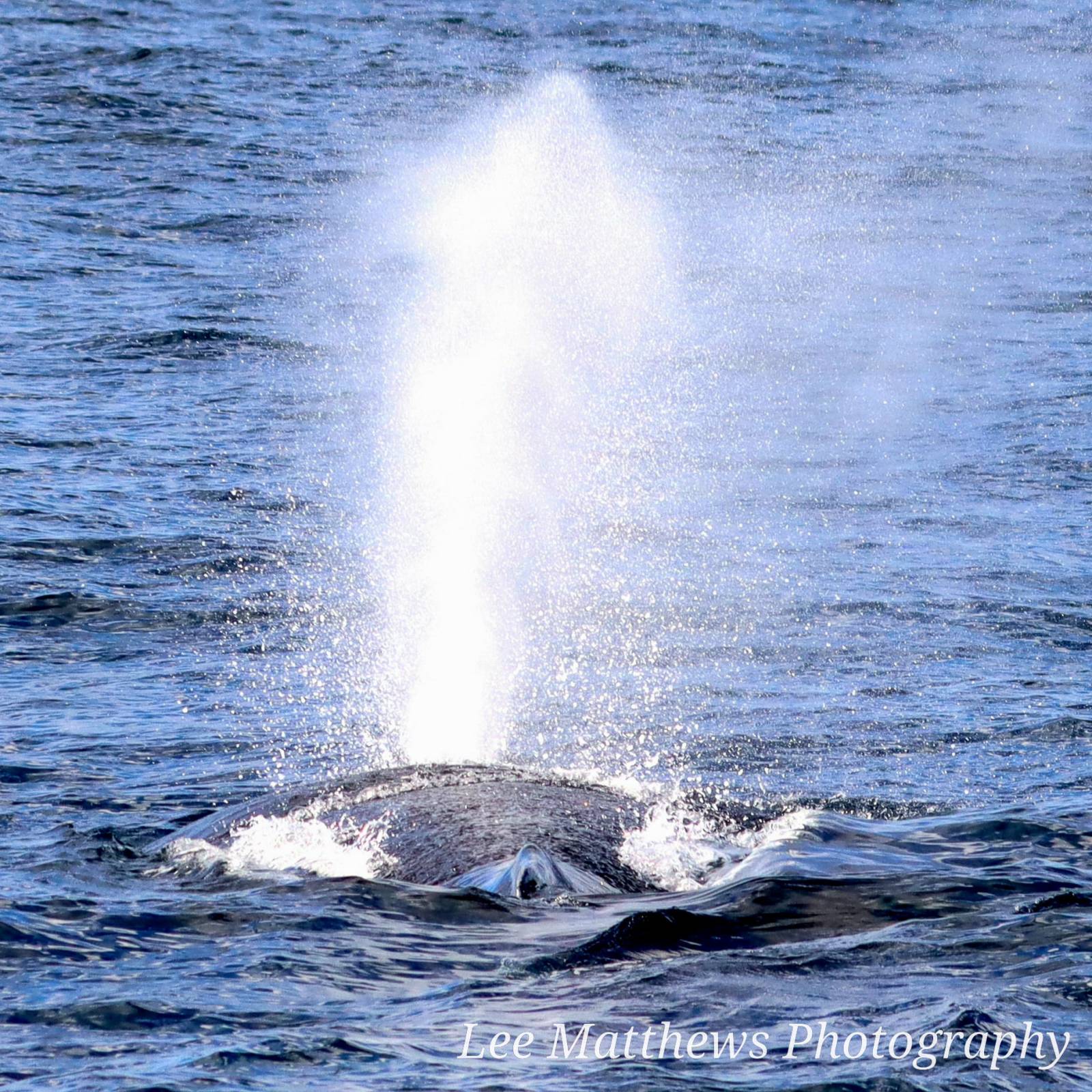 a whale jumping out of the water