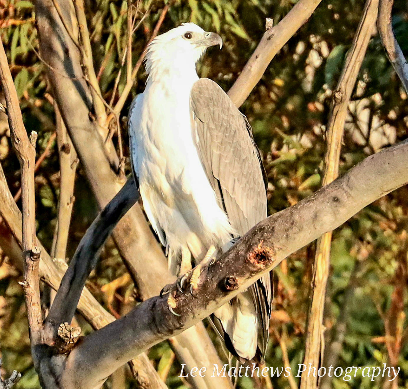 a bird perched on a tree branch