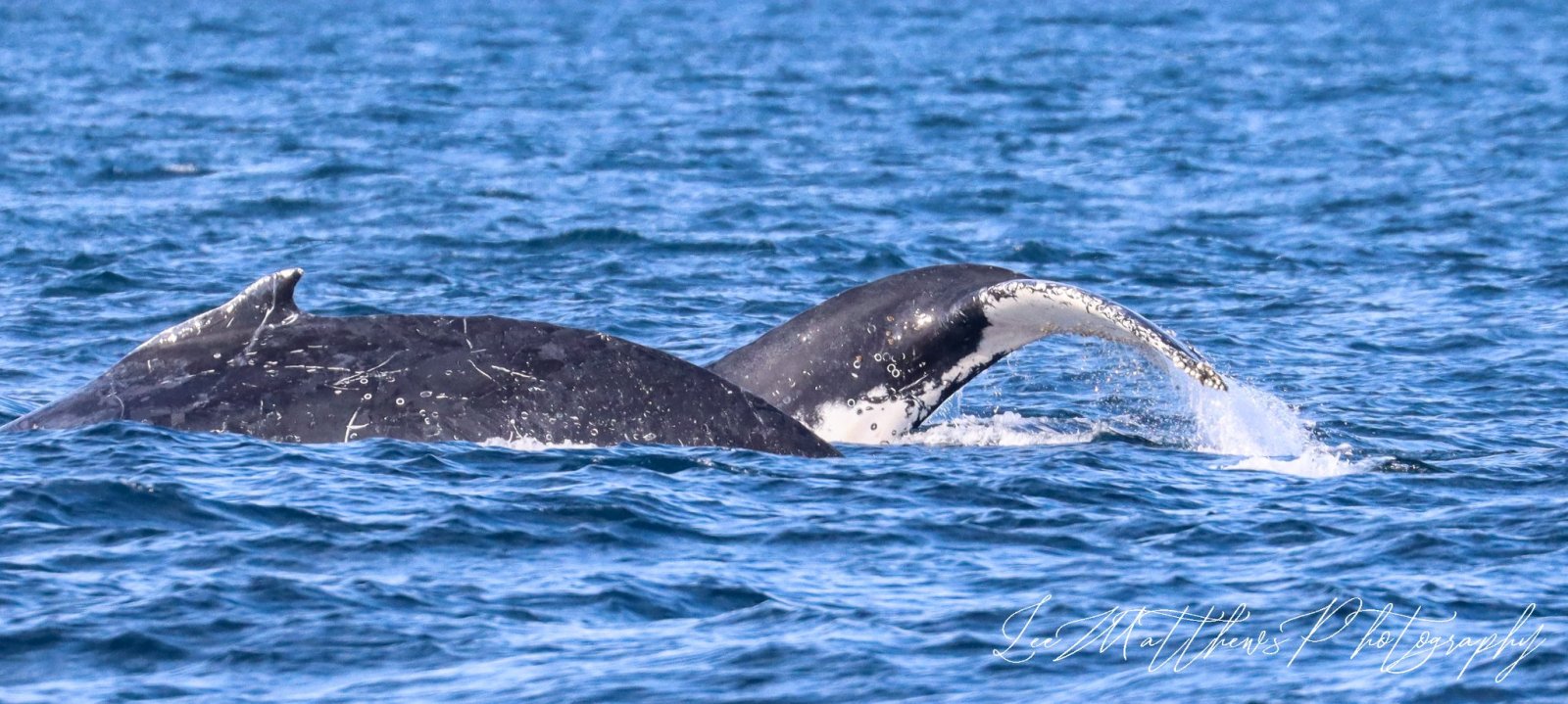 Whale Watching Moonshadow TQC Cruises Port Stephens