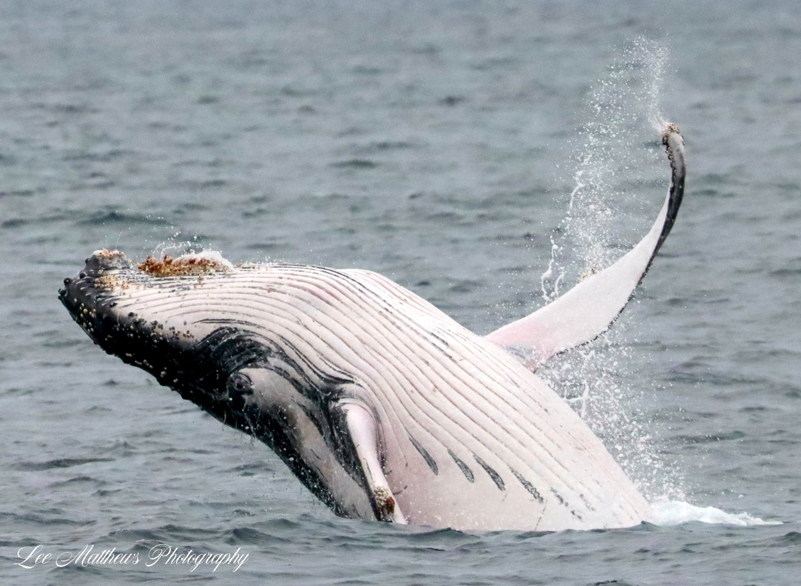 Whale Watching Moonshadow TQC Cruises Port Stephens