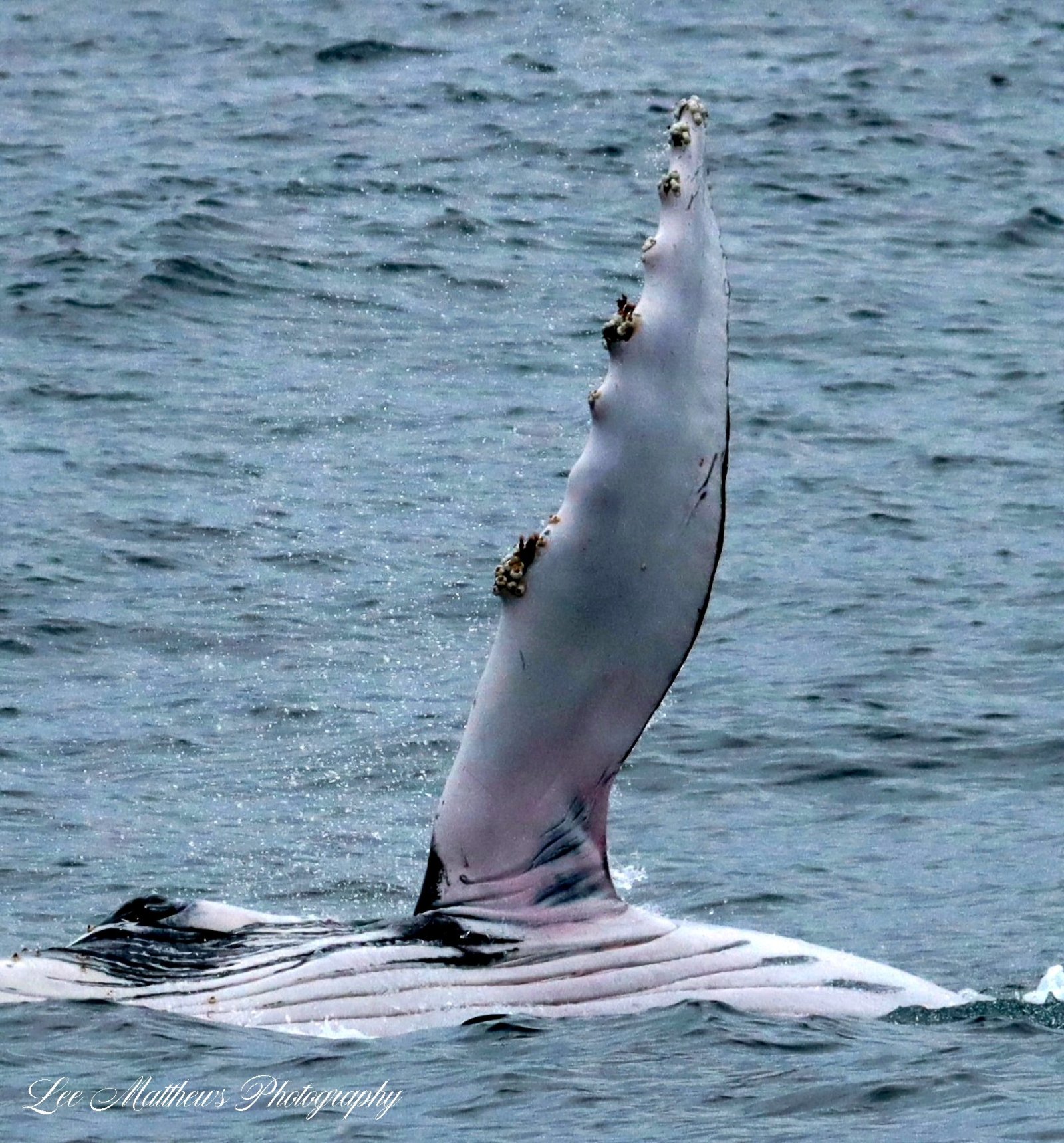 a bird flying over a body of water