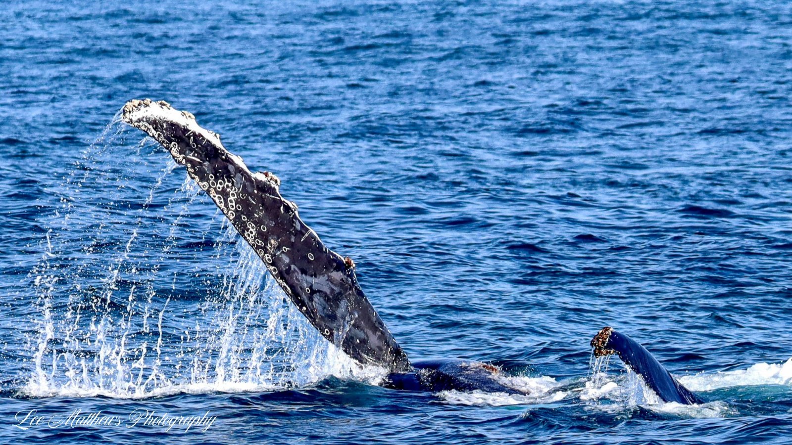 a whale jumping out of the water