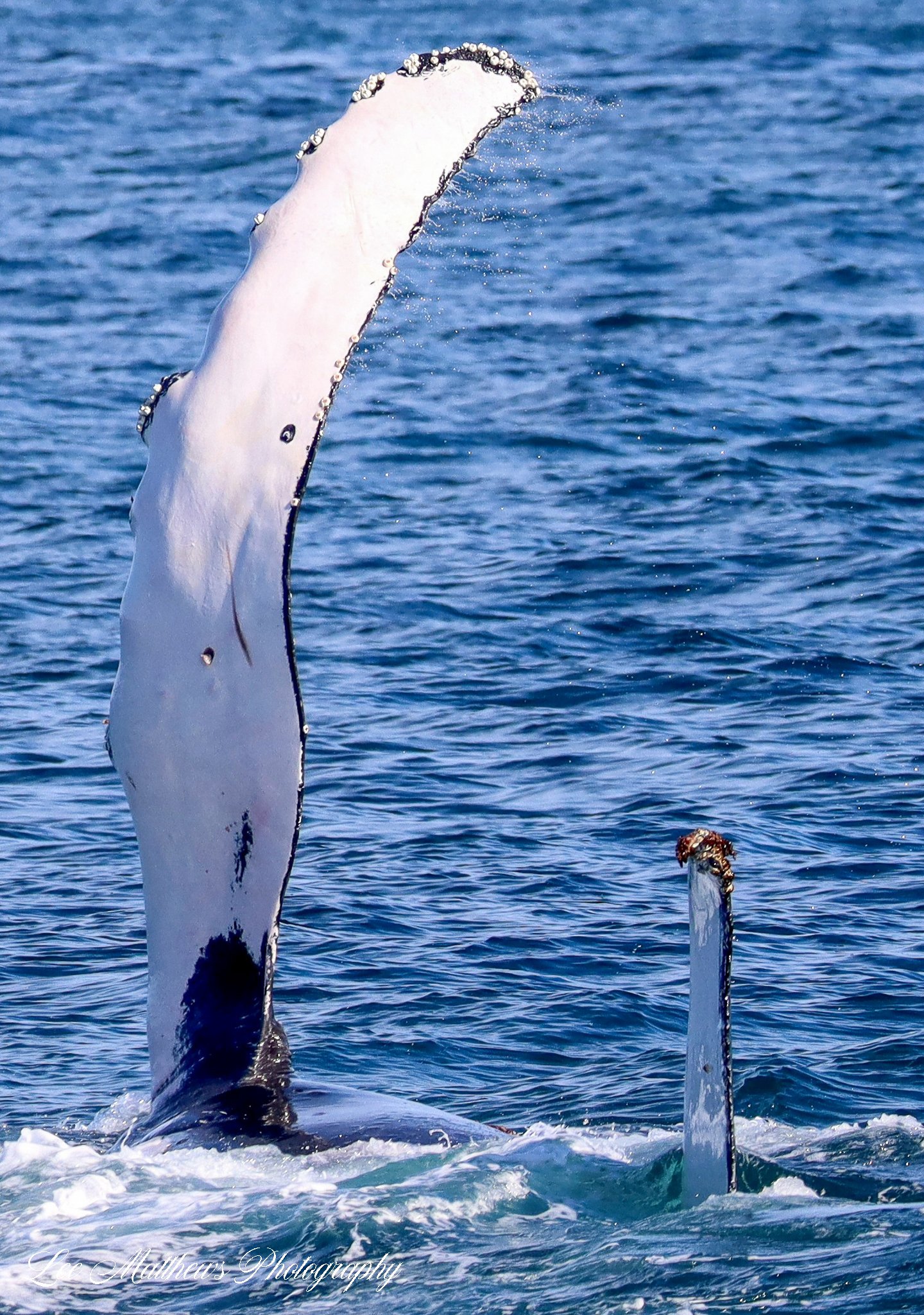 a bird flying over a body of water
